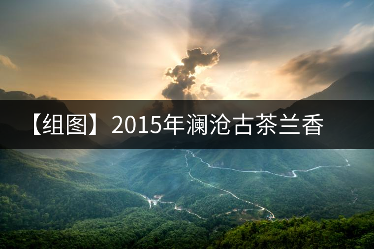 【組圖】2015年瀾滄古茶蘭香金磚開湯 【組圖】2015年瀾滄古茶蘭香金磚開湯