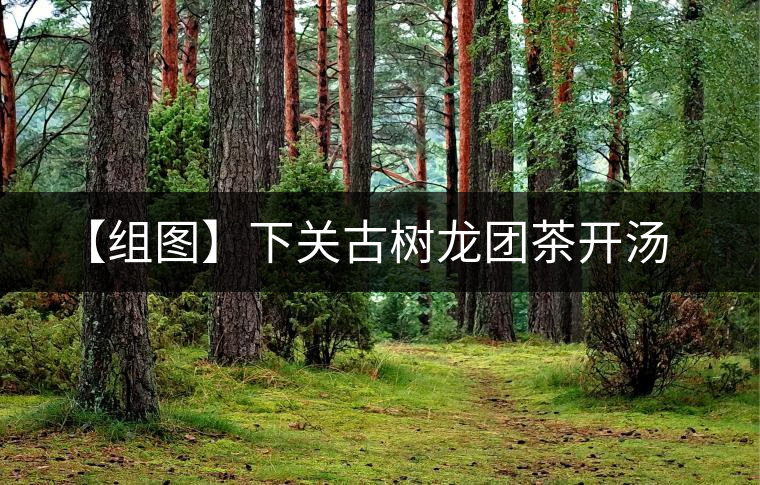 【組圖】下關(guān)古樹(shù)龍團(tuán)茶開(kāi)湯