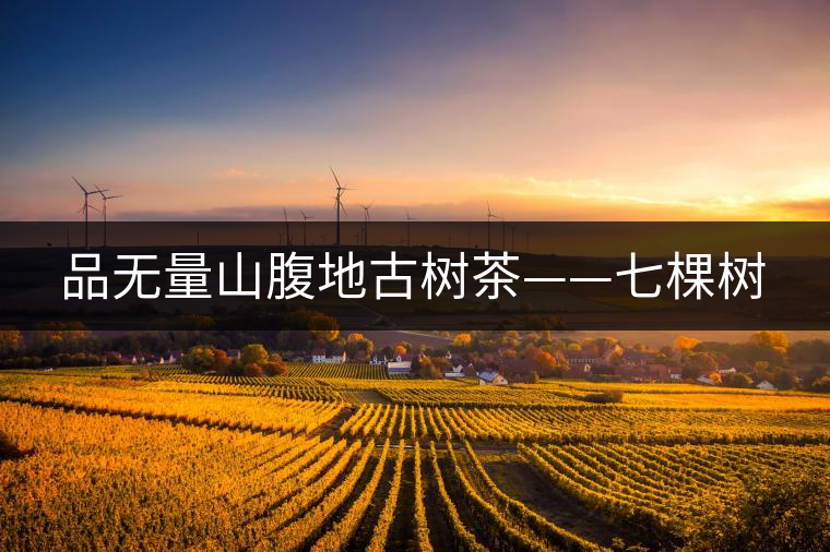 品無(wú)量山腹地古樹(shù)茶——七棵樹(shù) 品無(wú)量山腹地古樹(shù)茶——七棵樹(shù)