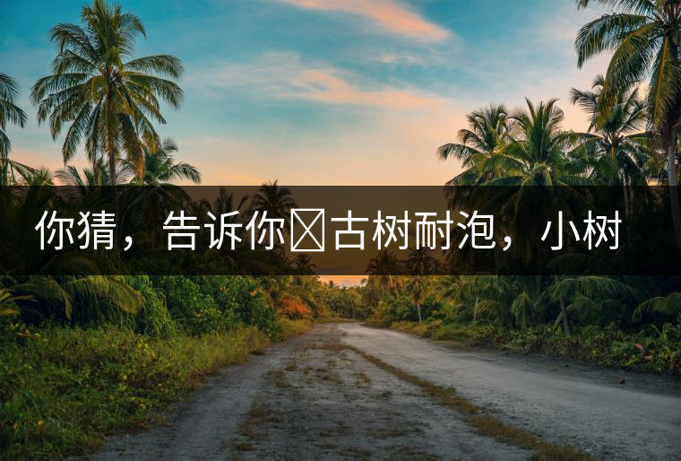 你猜，告訴你?古樹(shù)耐泡，小樹(shù)、臺(tái)地不耐泡都是什么心理？