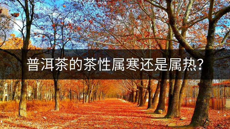 普洱茶的茶性屬寒還是屬熱？