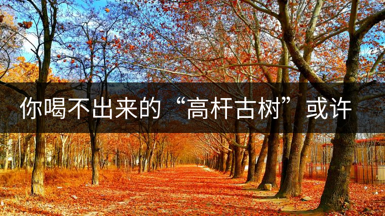 你喝不出來(lái)的“高桿古樹”或許就是一個(gè)偽概念、偽命題 你喝不出來(lái)的“高桿古樹”或許就是一個(gè)偽概念、偽命題