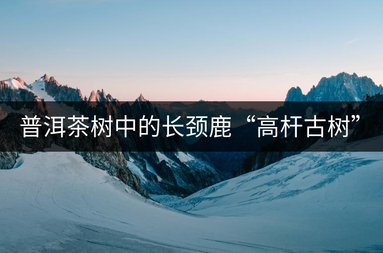 普洱茶樹(shù)中的長(zhǎng)頸鹿“高桿古樹(shù)”！