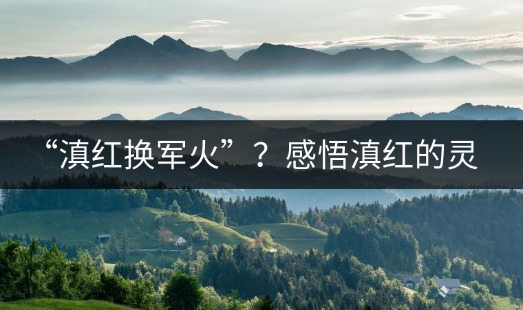 “滇紅換軍火”？感悟滇紅的靈與性！