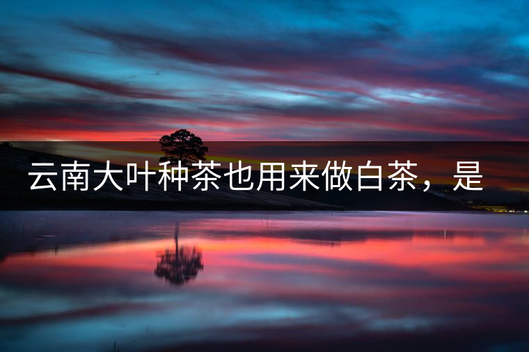 云南大葉種茶也用來做白茶，是真的好喝嗎？