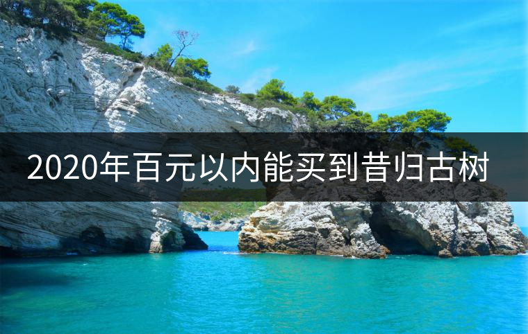 2020年百元以內(nèi)能買到昔歸古樹嗎？