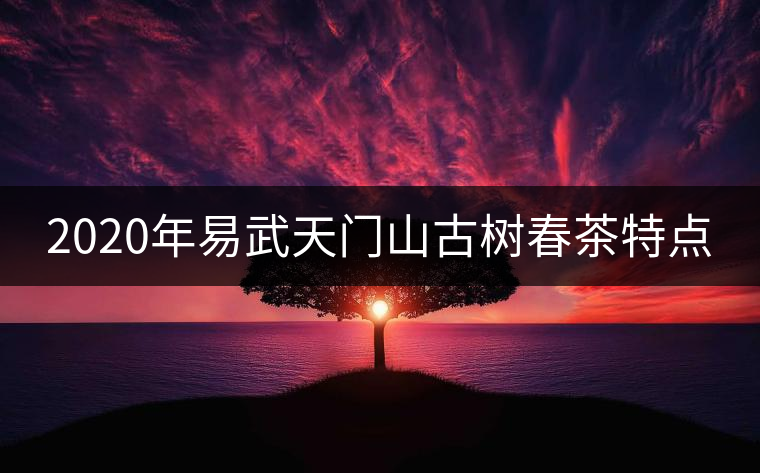 2020年易武天門山古樹春茶特點 2020年易武天門山古樹春茶特點