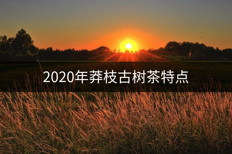 2020年莽枝古樹茶特點 2020年莽枝古樹茶特點