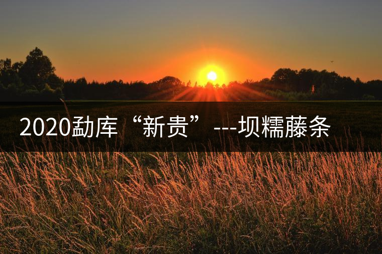 2020勐庫“新貴”---壩糯藤條茶，是如何一夜爆紅的？