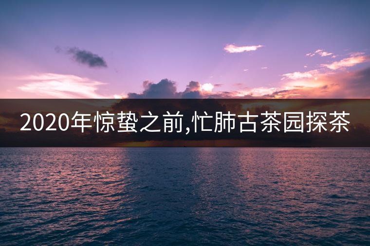 2020年驚蟄之前,忙肺古茶園探茶