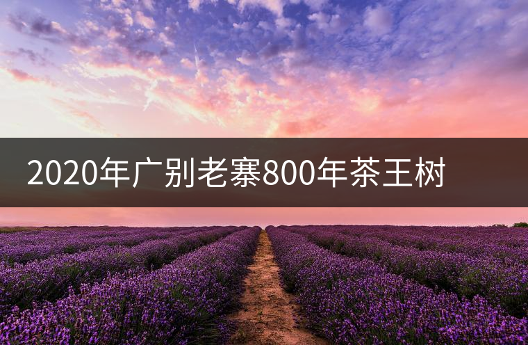 2020年廣別老寨800年茶王樹(shù)單株頭采實(shí)錄