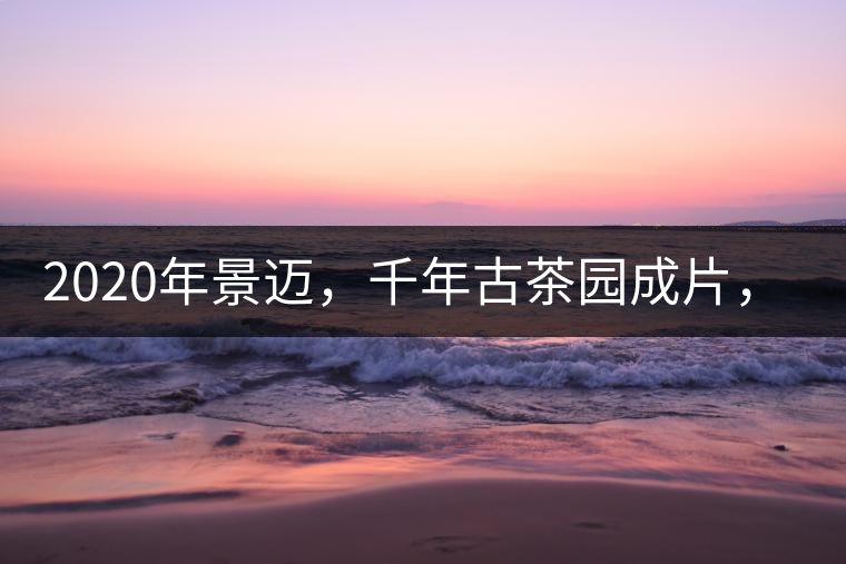 2020年景邁，千年古茶園成片，蘭花香堪稱一絕！