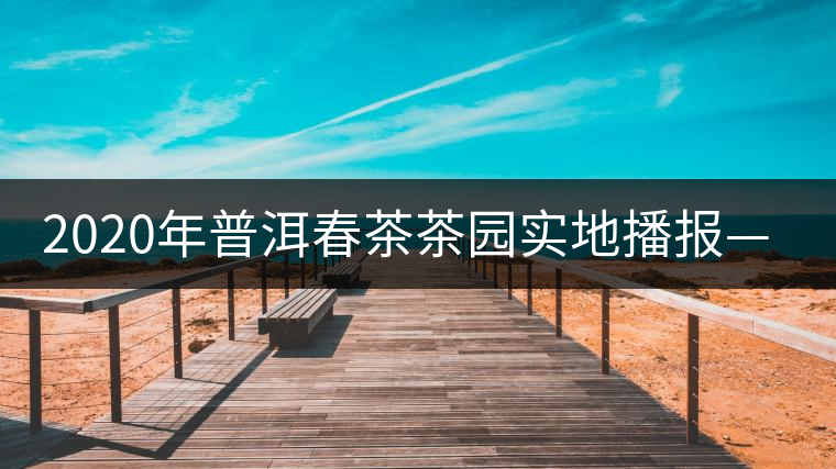 2020年普洱春茶茶園實地播報——布朗山尋茶 2020年普洱春茶茶園實地播報——布朗山尋茶