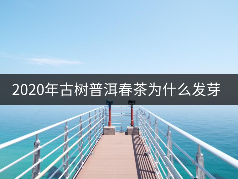 2020年古樹(shù)普洱春茶為什么發(fā)芽較晚？
