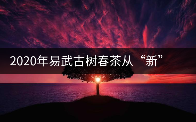2020年易武古樹春茶從“新”到“老”，如何完成蛻變的？