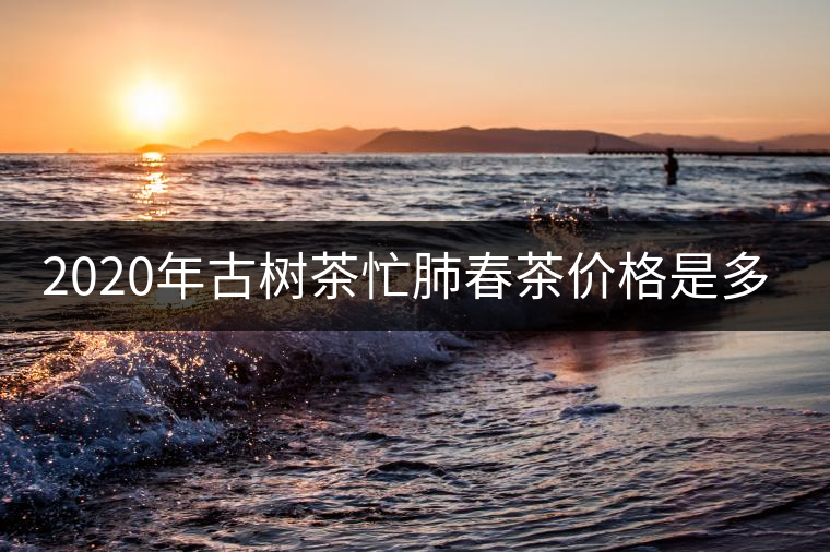 2020年古樹茶忙肺春茶價(jià)格是多少？