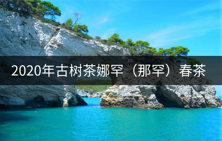 2020年古樹茶娜罕（那罕）春茶價格是多少？