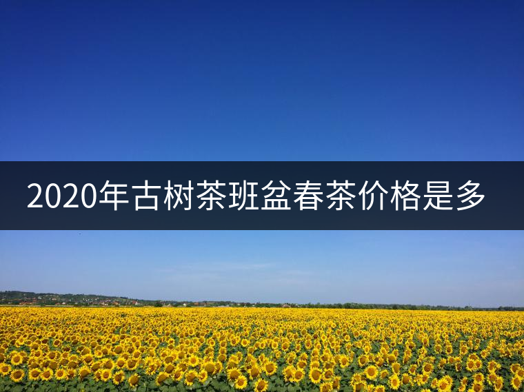 2020年古樹茶班盆春茶價格是多少？