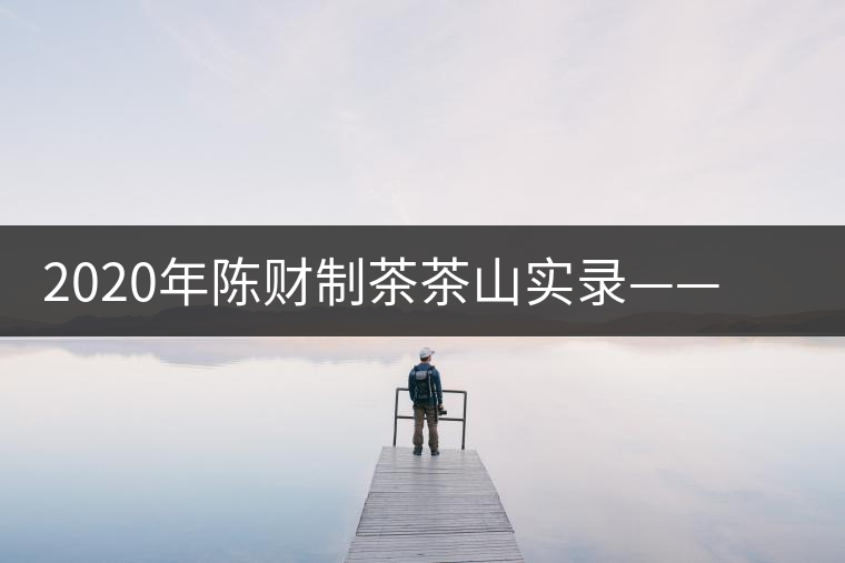 2020年陳財制茶茶山實(shí)錄——演員多如牛毛的老班章