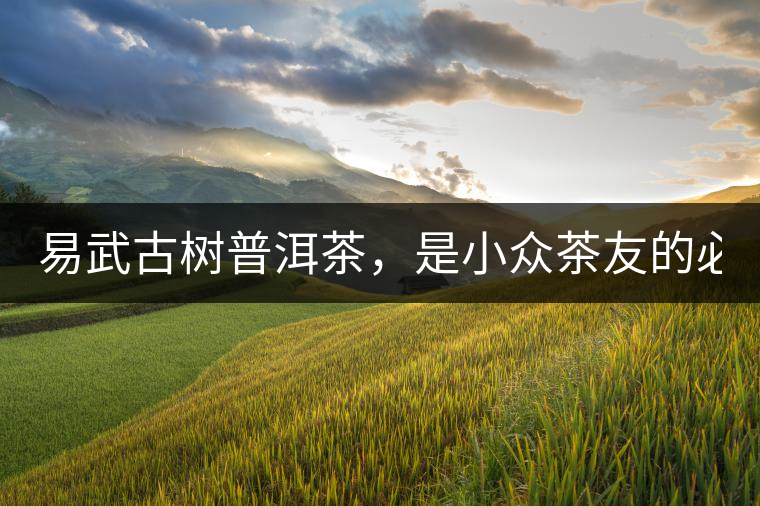 易武古樹普洱茶，是小眾茶友的必選？