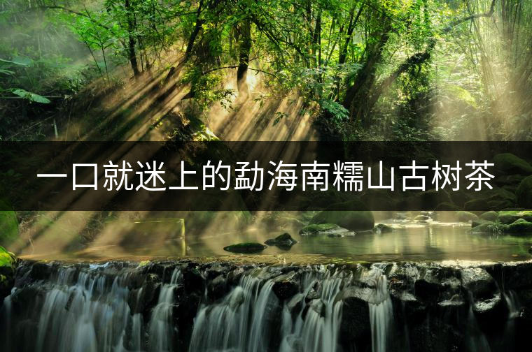 一口就迷上的勐海南糯山古樹茶 一口就迷上的勐海南糯山古樹茶