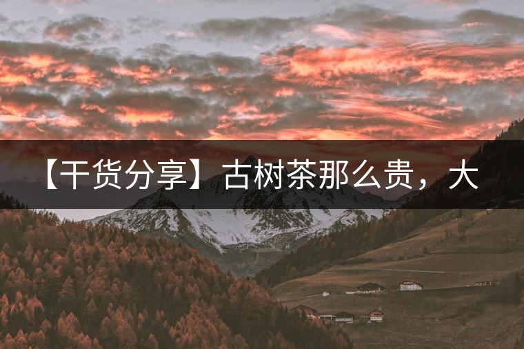 【干貨分享】古樹茶那么貴，大家為什么還在瘋狂追求？