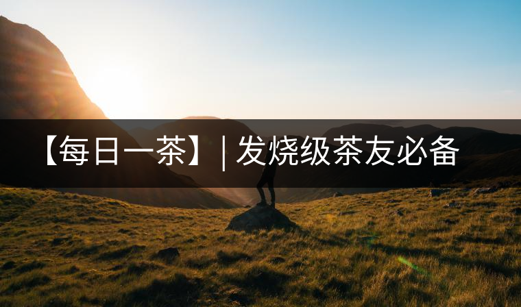 【每日一茶】| 發(fā)燒級茶友必備——品鑒易武·薄荷塘