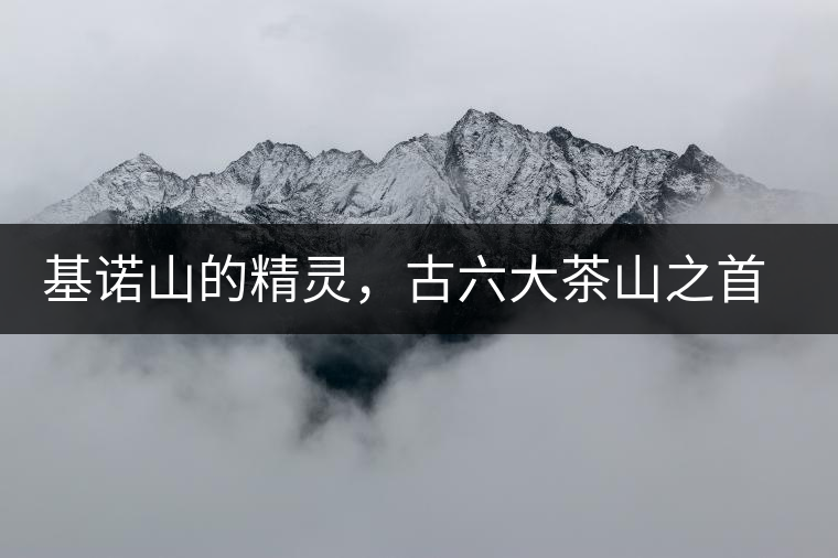 基諾山的精靈，古六大茶山之首武侯遺種攸樂古樹茶