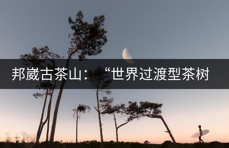 邦崴古茶山:“世界過(guò)渡型茶樹(shù)王”之鄉(xiāng) 邦崴古茶山:“世界過(guò)渡型茶樹(shù)王”之鄉(xiāng)