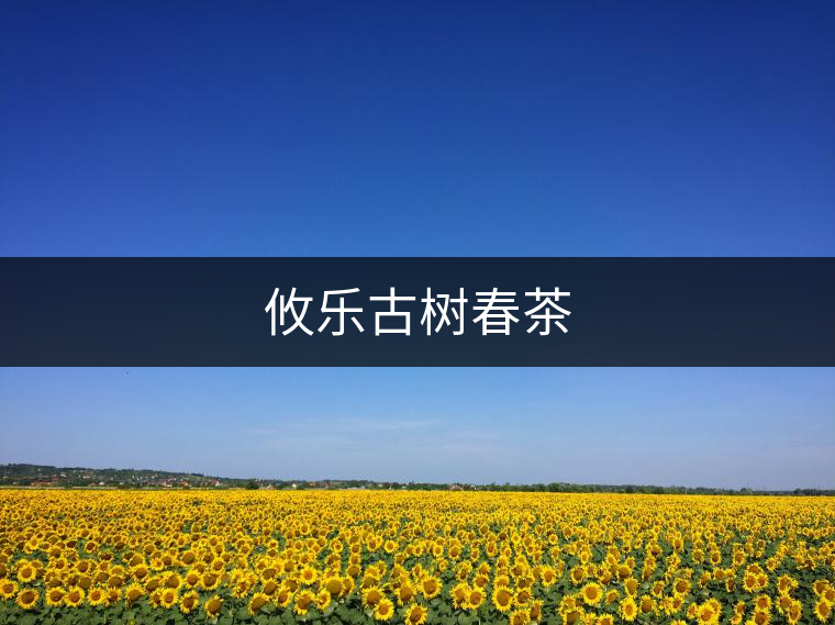 攸樂(lè)古樹(shù)春茶