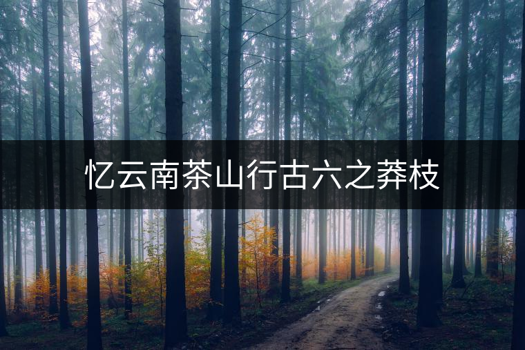 憶云南茶山行古六之莽枝 憶云南茶山行古六之莽枝