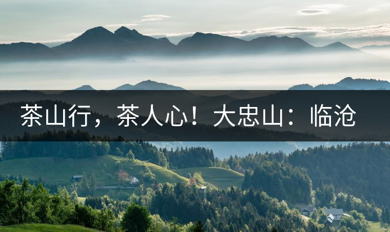 茶山行，茶人心！大忠山：臨滄之龍，雪山之熊