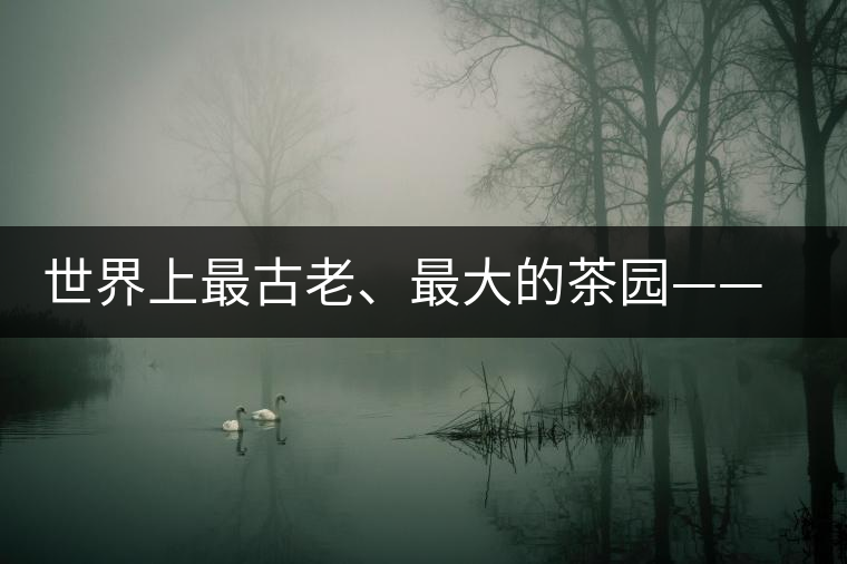 世界上最古老、最大的茶園——芒景