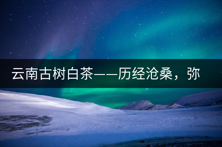 云南古樹白茶——?dú)v經(jīng)滄桑，彌足珍貴