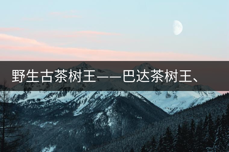野生古茶樹王——巴達茶樹王、千家寨茶樹王及錦繡茶祖