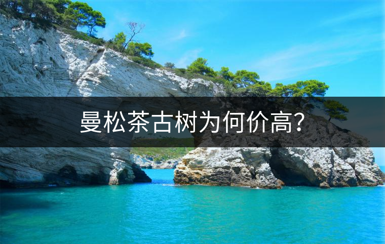曼松茶古樹為何價高？