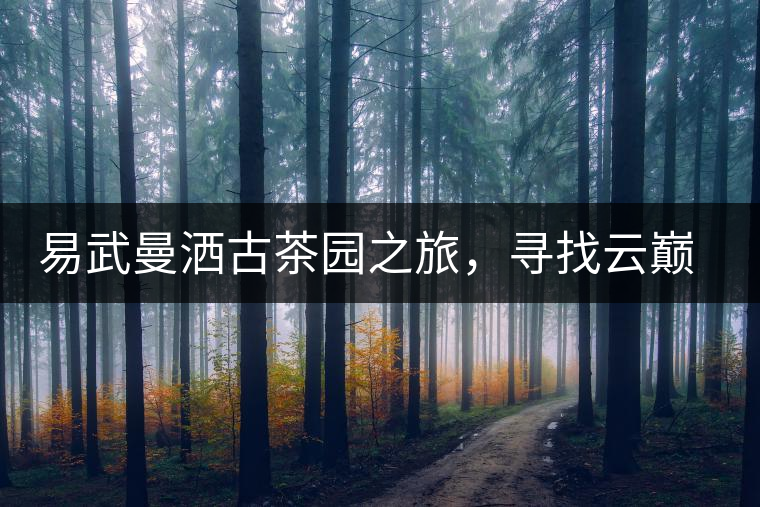易武曼灑古茶園之旅，尋找云巔上的好茶