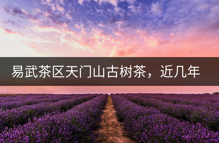 易武茶區(qū)天門山古樹茶，近幾年的熱門山頭