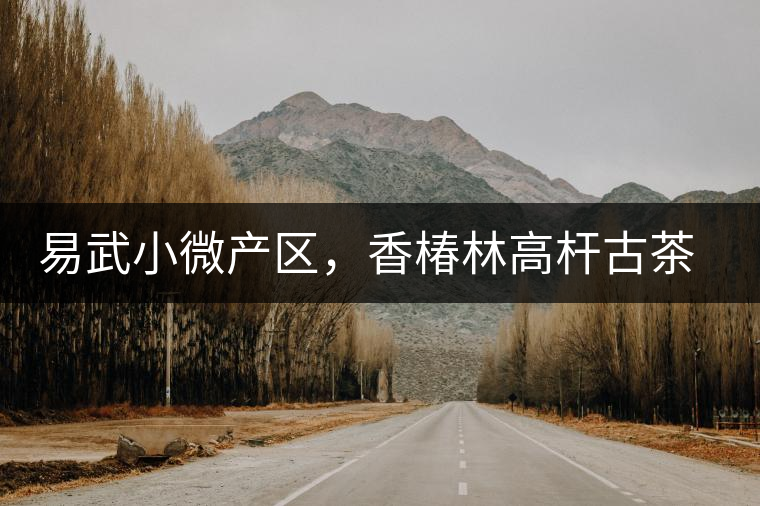 易武小微產(chǎn)區(qū)，香椿林高桿古茶園特點(diǎn)介紹
