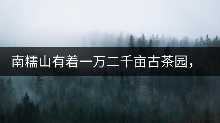 南糯山有著一萬二千畝古茶園，還有一棵枯死八百年樹齡的茶王樹