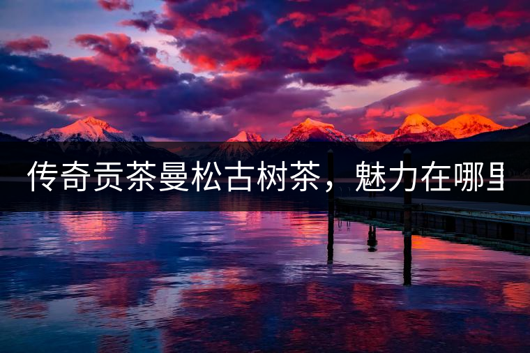 傳奇貢茶曼松古樹茶，魅力在哪里？