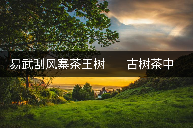 易武刮風(fēng)寨茶王樹——古樹茶中的“茶皇后“