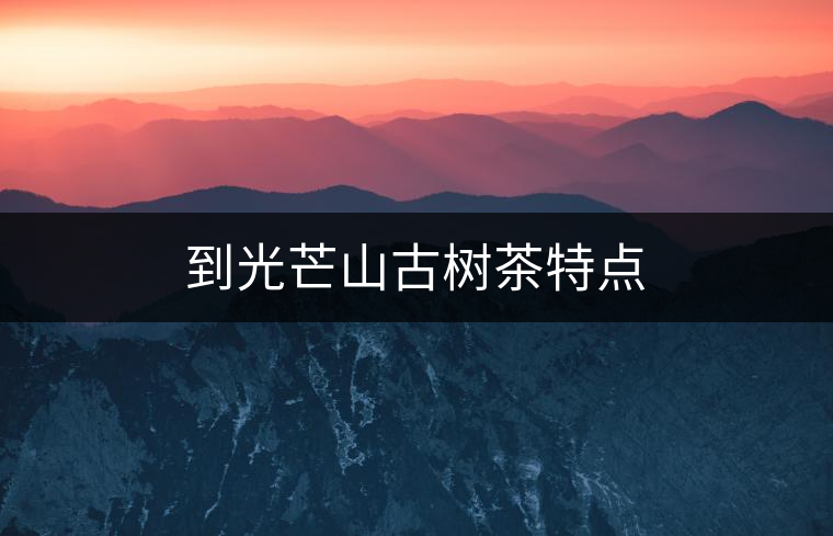 到光芒山古樹茶特點(diǎn)