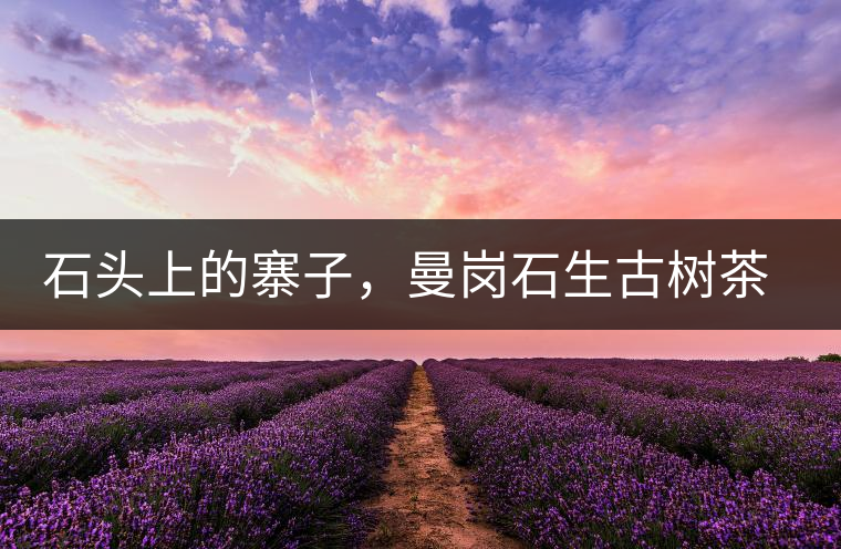 石頭上的寨子，曼崗石生古樹茶特點(diǎn)介紹