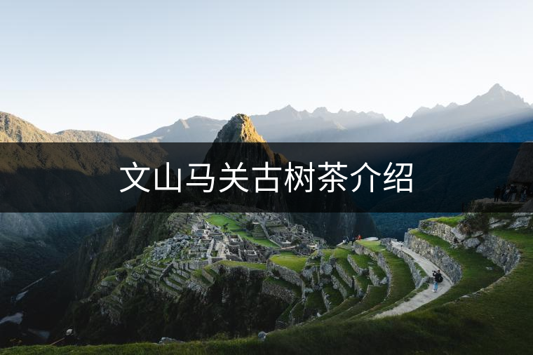 文山馬關古樹茶介紹 文山馬關古樹茶介紹