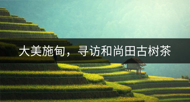 大美施甸，尋訪和尚田古樹茶