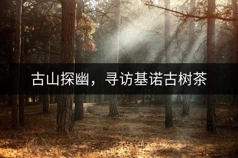 古山探幽，尋訪基諾古樹茶