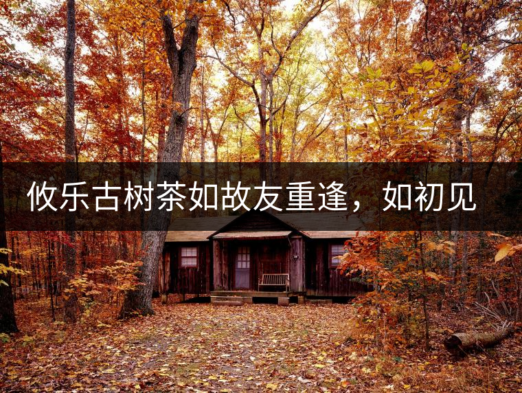 攸樂古樹茶如故友重逢，如初見傾心