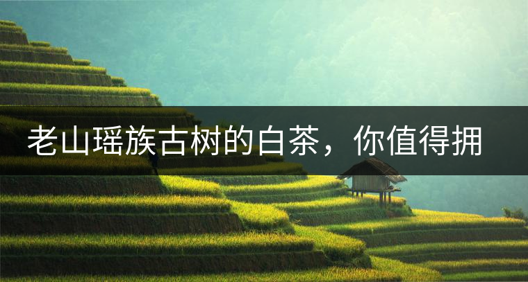老山瑤族古樹的白茶，你值得擁有