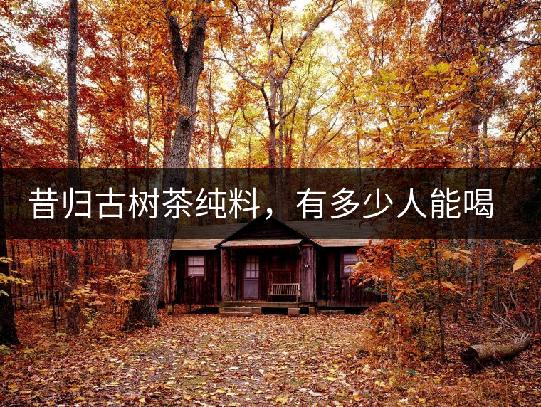昔歸古樹茶純料，有多少人能喝到真品